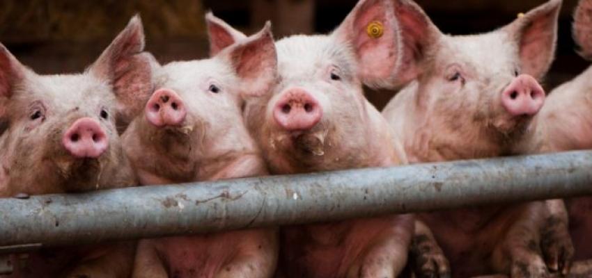 АХВ со сет на мерки за сточарите за заштита од африканска свинска чума