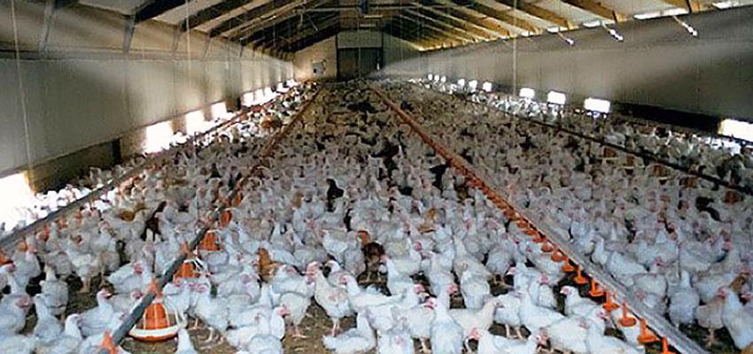 Стратегии и опции за исхрана на животните со цел намалување на употребата на антимикробни средства во производството на животни