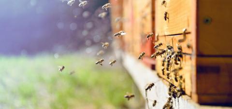Заштита на пчелите: нов чекор во проценката на ризик