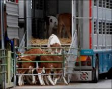 Од почетокот на идната година АХВ почнува со одобрување на превозниците на живи животни 