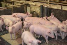  Од 8 ноември до 31 декември, АХВ ќе спроведе попис на свињи