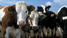 АХВ подготви Упатство за сточарите за преземање на биосигурносни мерки за заштита од ширење на болеста Чвореста кожа кај говедата