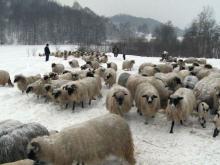Препораки за одгледувачите на животни при ниски температури и обилни врнежи од снег