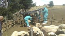 Потврдено присуство на Кримска Конго хеморагична треска и Кју треска кај овците во Симница 