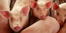 Во Република Mакедонија нема Африканска свинска чума 