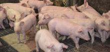 Престанува вакцинацијата на свињите против класична чума