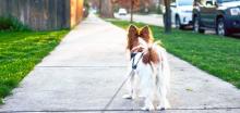 За викенд домашните миленици ќе може да се шетаат три пати дневно