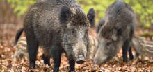 ФАО: Вториот состанок за АСЧ посветен на ловот на диви свињи