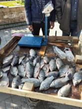 Во Струмица запленети 50 кг. небезбедна риба