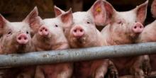 АХВ со сет на мерки за сточарите за заштита од африканска свинска чума