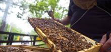 Бабовски: Продолжен рокот  за попис на пчелни семејства 