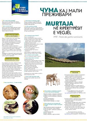 Murtaja në ripërtypësit e vegjël