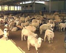 Рокот за поднесување барања за субвенции и за грло добиток ќе се продолжи до 12-ти јуни